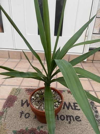 ユッカ2 観葉植物