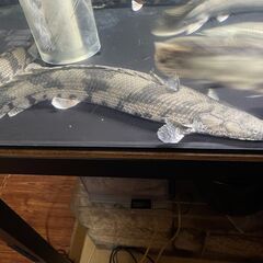 ポリプテルス・エンドリケリー⑥