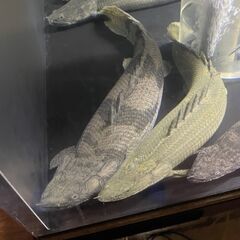 ポリプテルス・エンドリケリー⑥