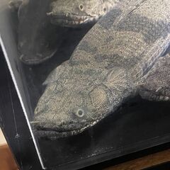 ポリプテルス・エンドリケリー⑥