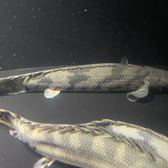 ポリプテルス・エンドリケリー⑥