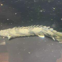 ポリプテルス・エンドリケリー⑥