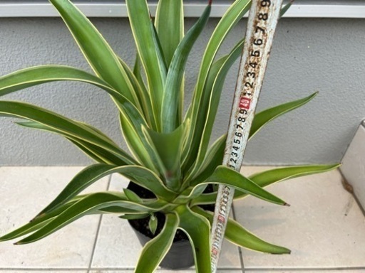 【大特価】アガベベネズエラ6号を1300円→¥1150で売ります
