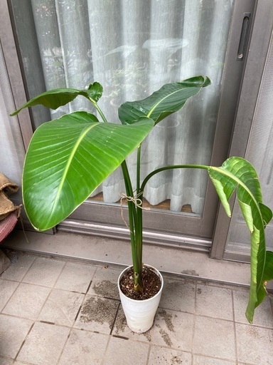 観葉植物　オーガスタ　プラ鉢
