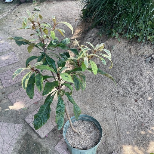 枇杷の木斑入り\n
