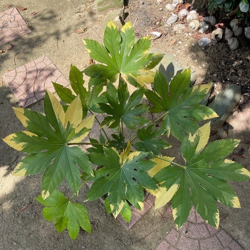 ヤツデ斑入り