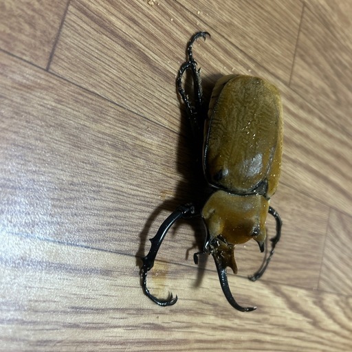 カブトムシ