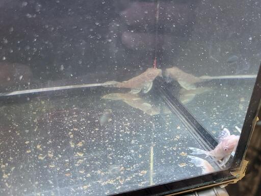 プレコ‼️L333アルビノキンペコ‼️2匹セット❗ 熱帯魚 プレコ 販売