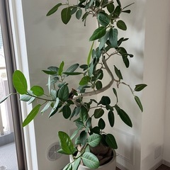 フィカスベンガレンシス 180センチ