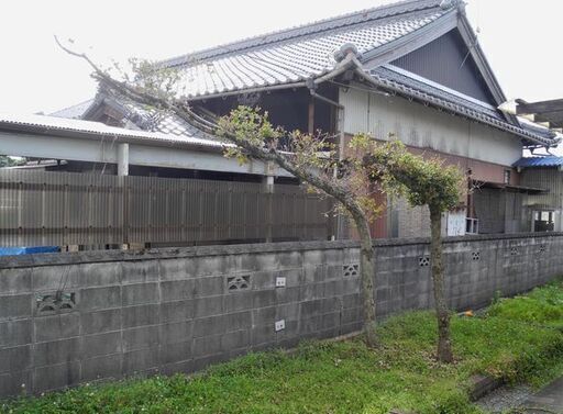 観音寺 横長の木 門かぶり 横長 大きい ウバメガシ？ 庭木 和風庭園 造園 玄関に 2本セット1本は短い 自然の日よけに