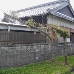 観音寺市 横長の木 門かぶり 横長 大きい ウバメガシ？ 和風庭園 造園