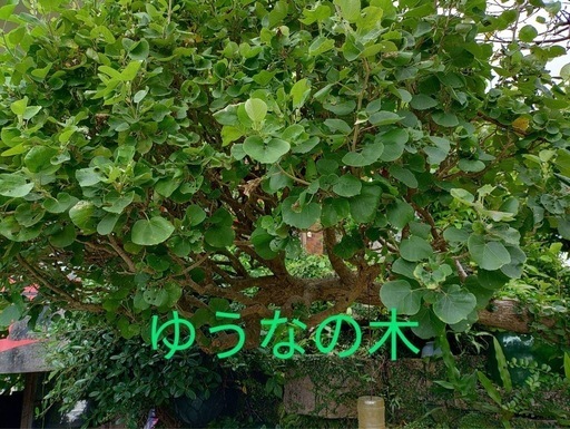 ゆうなの木　値段交渉可能\n