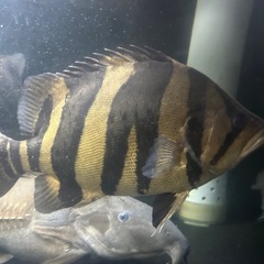 ダトニオの中古が安い！激安で譲ります・無料であげます(2ページ目  