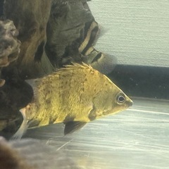 ニューギニアダトニオの中古が安い！激安で譲ります・無料であげます  