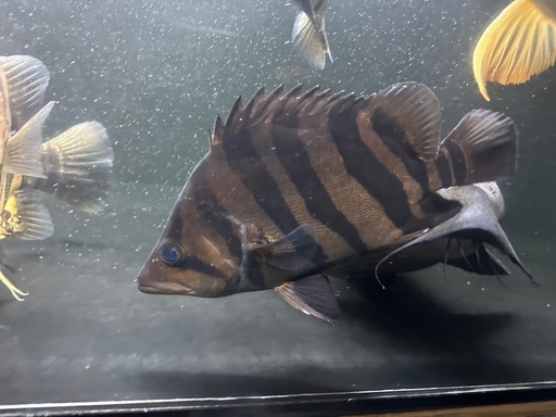 ダトニオプラスワン 約22㎝ バンド腹巻
