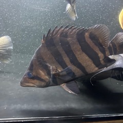 ダトニオプラスワン 約22㎝ バンド腹巻