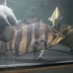 ダトニオプラスワン 約22㎝ バンド腹巻