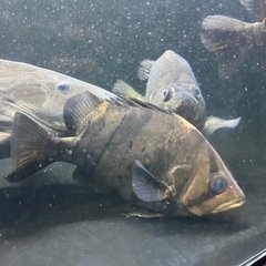 ダトニオプラスワン 約22㎝ バンド腹巻