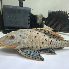 オレンジフィンアーマードプレコ 約34㎝