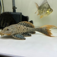 オレンジフィンアーマードプレコ 約34㎝