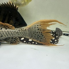 オレンジフィンアーマードプレコ 約34㎝