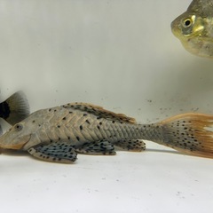 アーマードプレコ 20センチオーバー