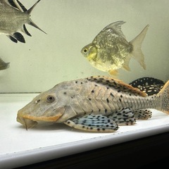 オレンジフィンアーマードプレコ 約34㎝