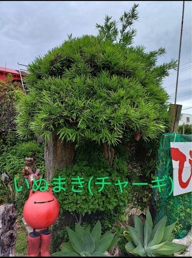 チャーギの木　値段交渉可能