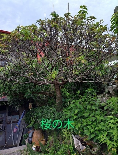 桜の木　値段交渉可能