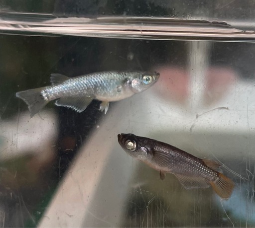 値下げ致しました琉めだか⭐️サバンナ様血統‼️スノームーン若魚1ペア‼️