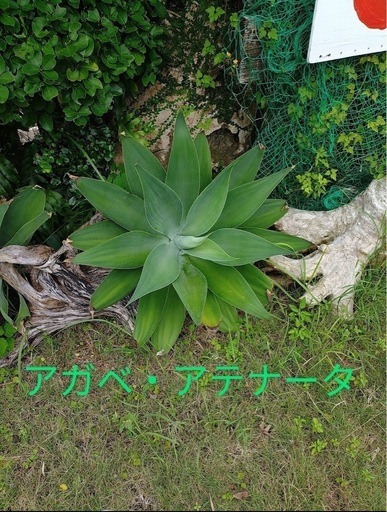 アガベ・アテナータ　値段交渉可能\n