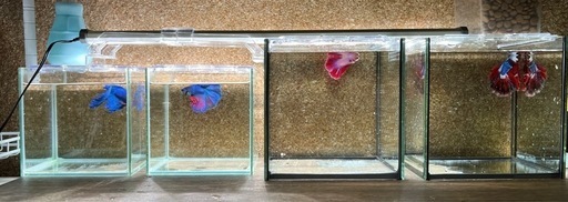 緊急のため１０日午前来れる方限定価格！値下げしました！急募！４匹まとめ売り！ページ開くと全部見れます！
