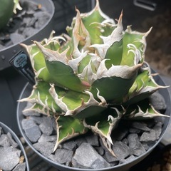 アガベ、チタノタ、レッドキャットウィーズル