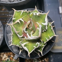 アガベ、チタノタ、レッドキャットウィーズル