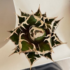 アガベ、チタノタ、レッドキャットウィーズル