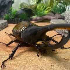 【超美品】ヘラクレス・リッキー  オスのみ①