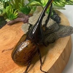 【超美品】ヘラクレス・リッキー  オスのみ①