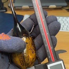 【超美品】ヘラクレス・リッキー  オスのみ①