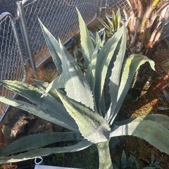 アオノリュウゼツランアメリカーナ