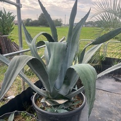 アオノリュウゼツランアメリカーナ