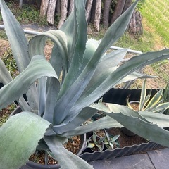 アオノリュウゼツランアメリカーナ