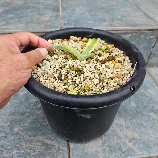 都内手渡しor着払い代引】Huawei Mate 20 Pro SIMフリー トワイライト