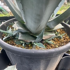 アオノリュウゼツランアメリカーナ