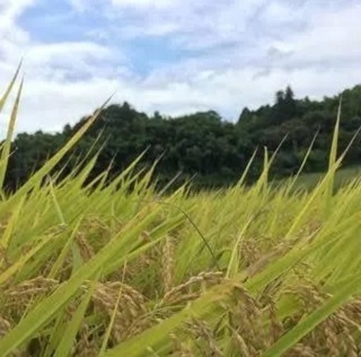 岐阜県産新米ひとめぼれ玄米19キロ\n