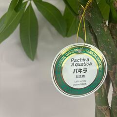 観賞植物 パキラ