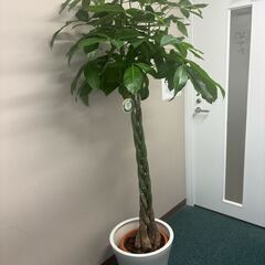 観賞植物 パキラ