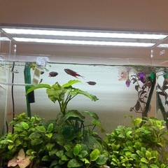 美品 水草照明 ADA AQUASKY G 602 アクアスカイ602