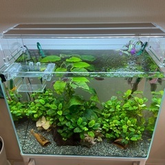 美品 水草照明 ADA AQUASKY G 602 アクアスカイ602