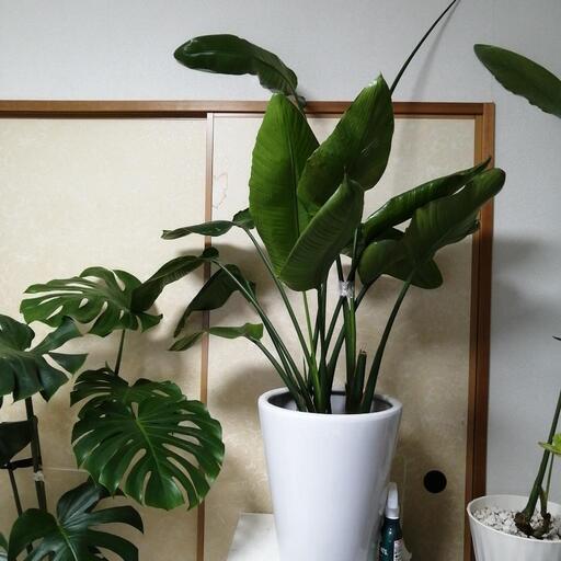 観葉植物・ストレチアオーガスタ