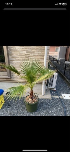 ワシントンヤシ
